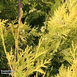 Chamaecyparis obtusa Melody