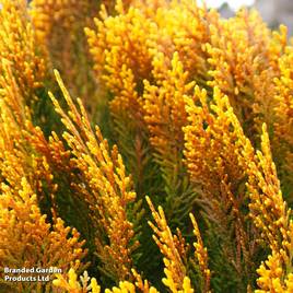 Chamaecyparis obtusa Lucas