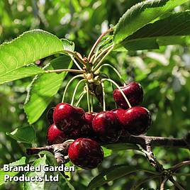 Cherry Sylvia (Mini Fruit Tree)