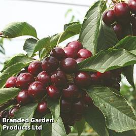 Cherry Kordia