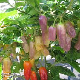 Chilli Pepper Aroma - Seeds