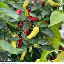 Chilli Pepper Baby Jalapeno - Seeds