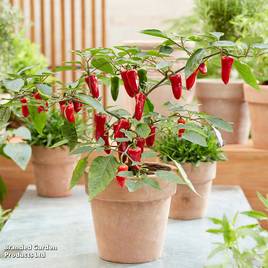 Chilli Pepper Baby Jalapeno (Patio Pepper)
