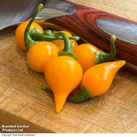 Chilli Pepper Biquinho Yellow - Seeds