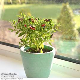 Chilli Pepper Fiery Flames - Seeds