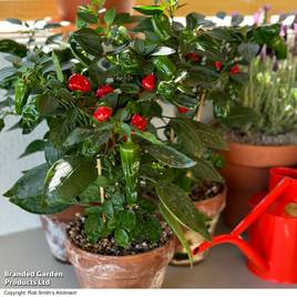 Chilli Pepper Hot Pot - Seeds