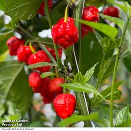 Chilli Pepper Ragamuffin F1 - Seeds