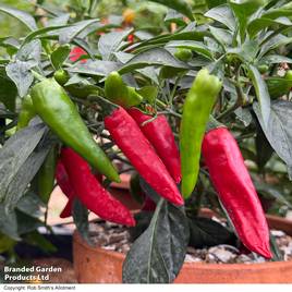 Chilli Pepper Rapid Jalapeno