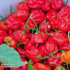 Chilli Pepper Trinidad Moruga Scorpion - Seeds