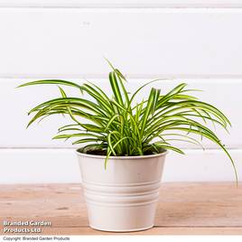 Chlorophytum comosum Atlantic