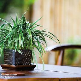 Chlorophytum comosum Variegatum