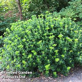 Choisya x dewitteana Greenfingers