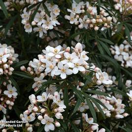 Choisya ternata Scented Gem