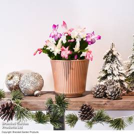 Christmas Cactus Multicoloured