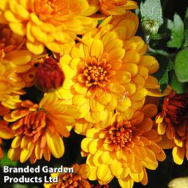 Chrysanthemum Conella Orange