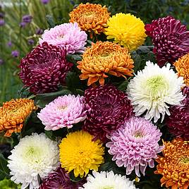 Chrysanthemum Incurved Mixed