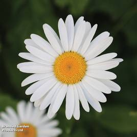 Chrysanthemum Silver Princess