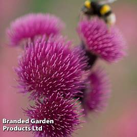 Cirsium rivulare Atropurpureum