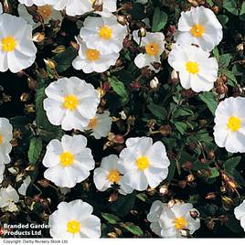 Cistus corbariensis