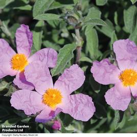 Cistus creticus