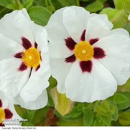 Cistus albidus Snowflake