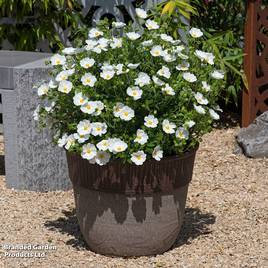 Cistus x obtusifolius Thrive