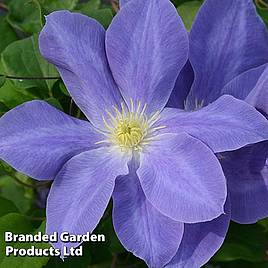 Clematis Dianas Delight™ evipo026
