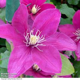 Clematis Acropolis