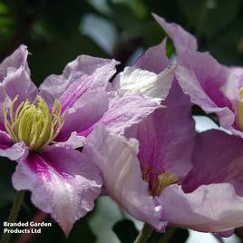 Clematis Bees Jubilee
