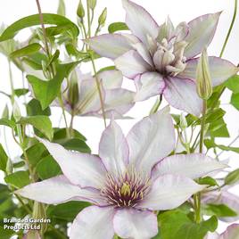 Clematis Samaritan Jo™ evipo075