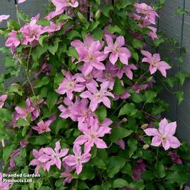 Clematis Bridgewater