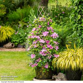Clematis Bridgewater