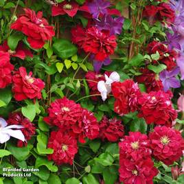 Clematis Charmaine