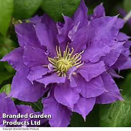 Clematis Chelsea&trade; evipo051