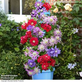 Clematis Double Flowered Collection