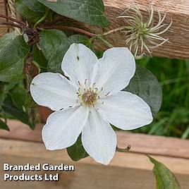 Clematis Destiny