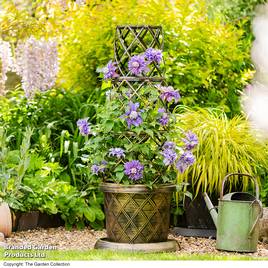 Clematis Diamantina™ evipo039