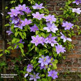 Clematis Etoile de Malicorne