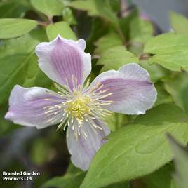Clematis montana Fragrant Springs