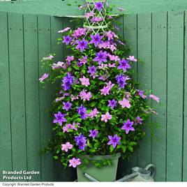 Clematis Giant Flowered Duo