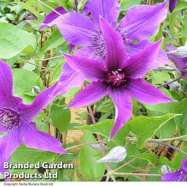 Clematis Guiding Promise™ evipo053