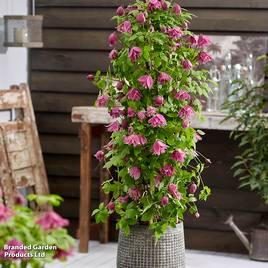 Clematis alpina Imke