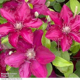 Clematis Jie