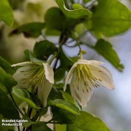 Clematis cirrhosa Jingle Bells
