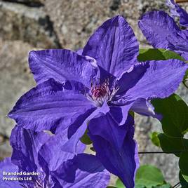 Clematis Lindsay™