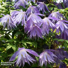 Clematis macropetala