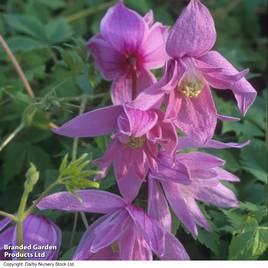 Clematis macropetala Markhams Pink