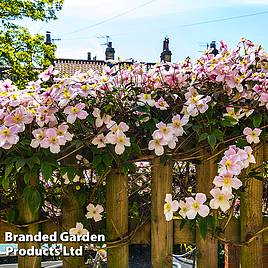 Clematis montana Mayleen