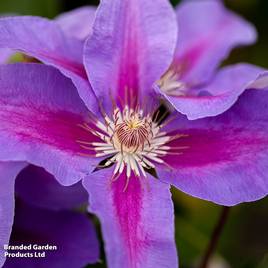 Clematis montana Giant Star®