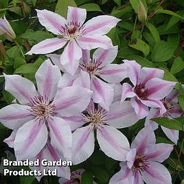 Clematis Nelly Moser